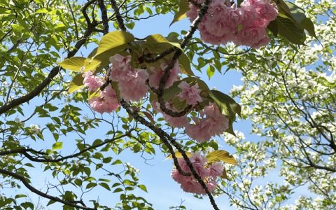 yaesakura_640_480
